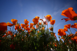 Slider2-California-Poppies