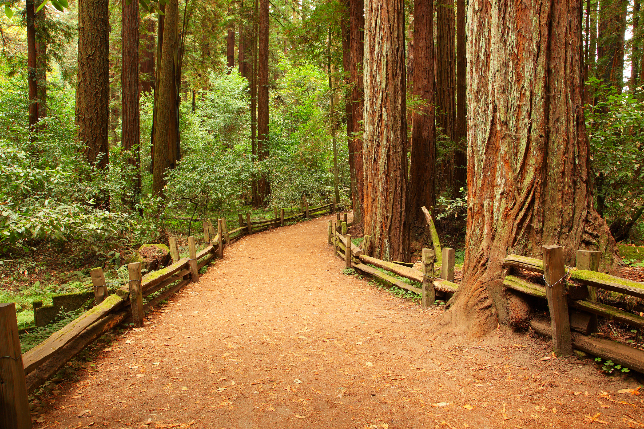 Slider4-Redwood-Trees